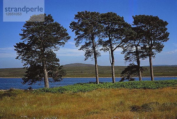 Pinienbäume am Loch Ashie  6 Meilen südlich von Inverness  Inverness-shire  20. Jahrhundert. Künstler: CM Dixon.