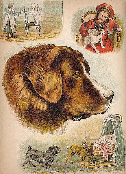 Der Hund  um 1900. Künstlerin: Helena J. Maguire.