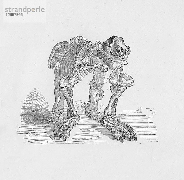 Skelett des Megatheriums  um 1885  (1890). Künstler: Robert Taylor Pritchett.