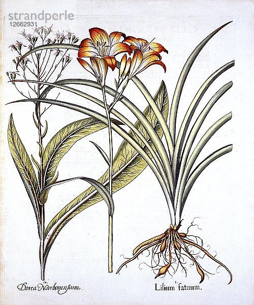 Rotgelbe Taglilie und Groundsel  aus Hortus Eystettensis  von Basil Besler (1561-1629)  veröffentlicht. 161