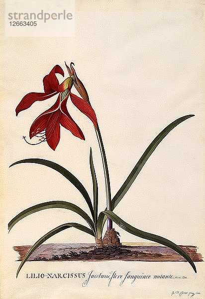 Lilio-Narcissus (Jaobean-Lilie)  um 1743 (handkolorierter Kupferstich).