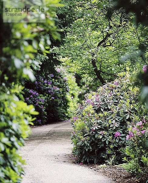 Blühende Rhododendren  Gärten von Witley Court  Great Witley  Worcestershire  um 2000 bis 2017. Künstler: James O Davies.