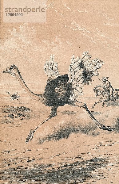 Jagd auf den Strauß  um 1880. Künstler: Unbekannt.