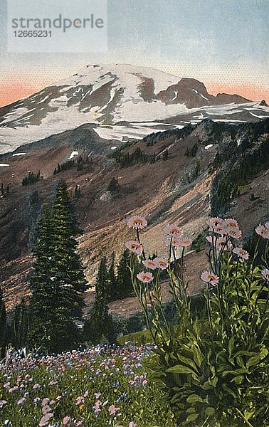 Lila Astern im Mount Rainier National Park  um 1916. Künstler: Asahel Curtis.