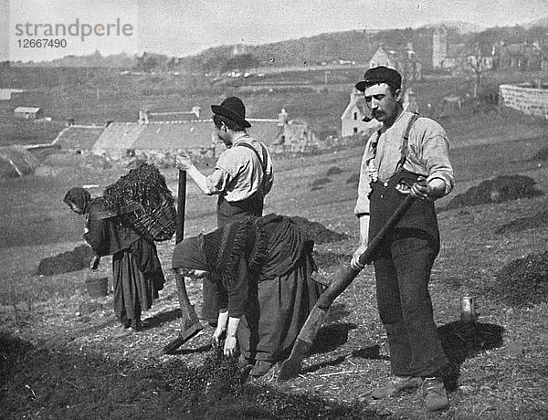 Kartoffelanbau in Skye  Schottland  1912. Künstler: GW Wilson.