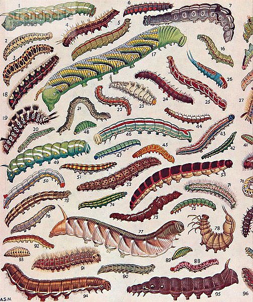 Hundert verschiedene Arten von Raupen von Schmetterlingen und Nachtfaltern  1935. Künstler: Unbekannt.