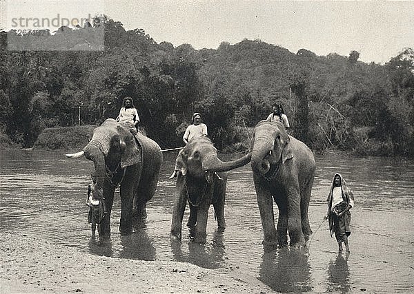 Elefanten im Bade (Mahaaliganga)  1926. Künstler: Unbekannt.