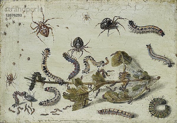 Verschiedene Spinnen und Raupen  mit einem Stachelbeerzweig  Anfang 1650. Künstler: Jan van Kessel.