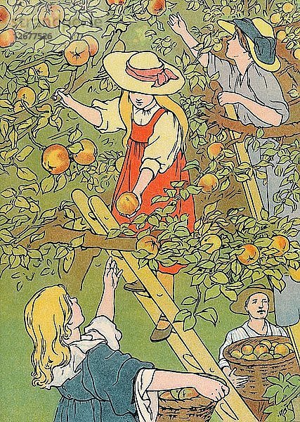 Obstpflücken  1912. Künstler: Charles Robinson.
