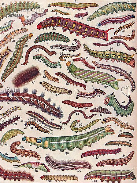 Hundert verschiedene Arten von Raupen von Schmetterlingen und Nachtfaltern  1935. Künstler: Unbekannt.