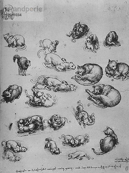 Studien von Katzen und einem Drachen  um 1480 (1945). Künstler: Leonardo da Vinci.