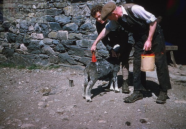Markierung von Schafen nach der Schur mit Lanolin-Farbstoff  Lake District  um 1960. Künstler: CM Dixon.