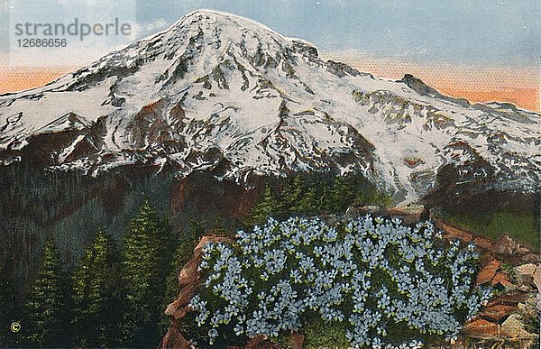 Der Phlox auf dem Mount Rainier  um 1916. Künstler: Romans Photographic Company.