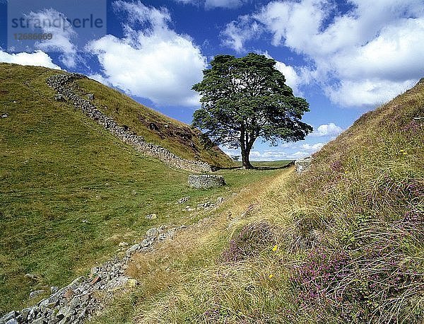 Sycamore Gap  nahe Steel Rigg  Hadrians Wall  Northumberland  2010. Künstler: Graeme Peacock.