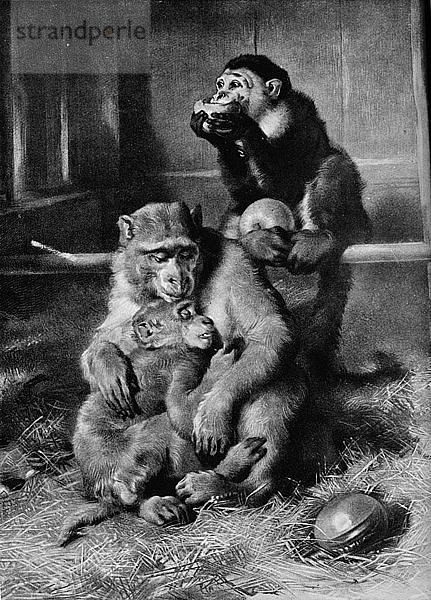 Der kranke Affe  1875  (1912). Künstler: Edwin Henry Landseer.