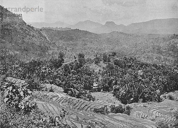 Blick auf ein Reisfeld vom Kadugannawa-Pass aus  um 1890  (1910). Künstler: Alfred William Amandus Platte.