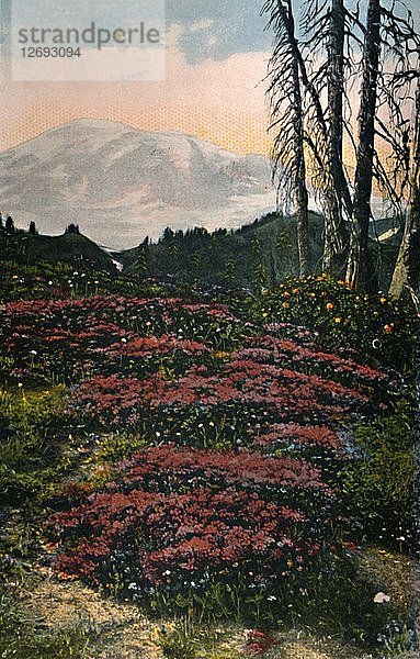 Purple Heather wächst im Mount Rainier National Park  um 1916. Künstler: Asahel Curtis.