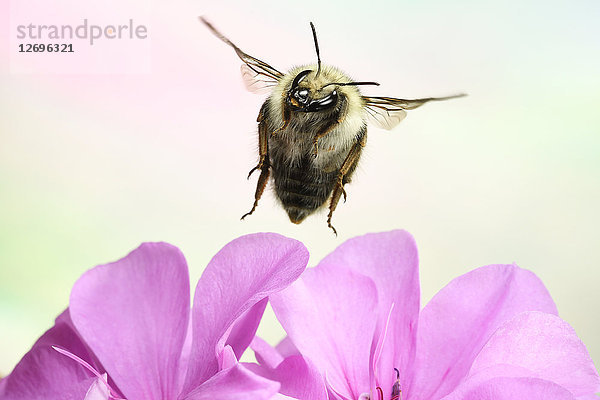 Waldbiene (Bombus sylvarum)