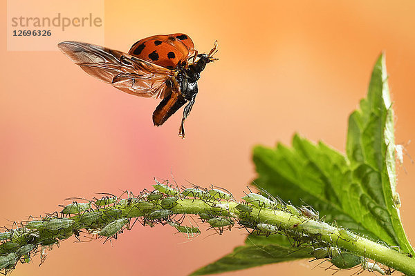 Harmonia axyridis