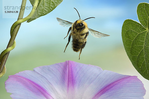 Gewöhnliche Karderbiene  Bombus pascuorum