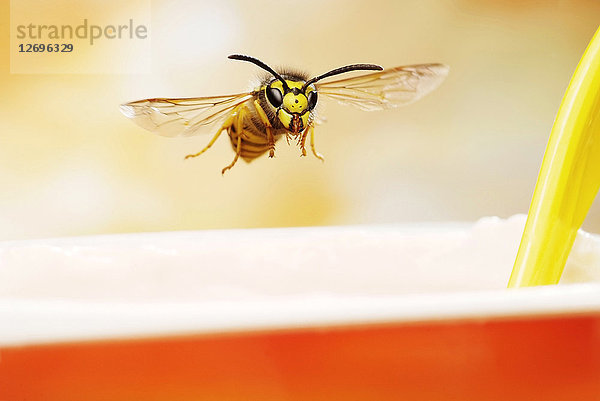 Deutsche Wespe  Vespula germanica