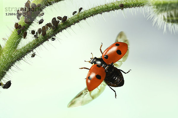 Siebenfleckiger Marienkäfer  Coccinella septempunctata