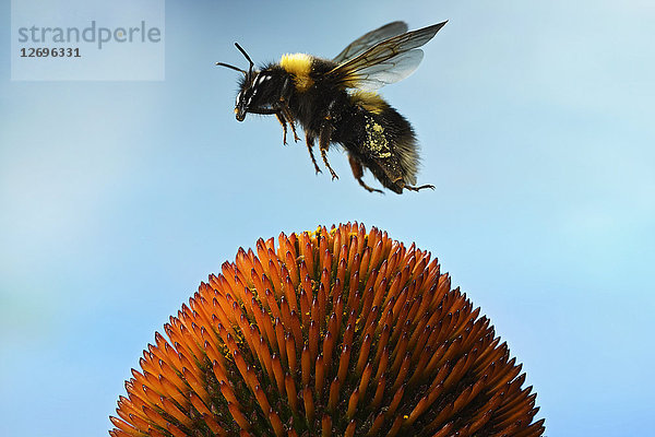 Erdhummel (Bombus terrestris)  Büffelschwanzhummel