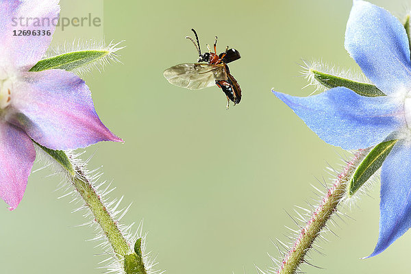 Getreideplattkäfer  Oulema melanopus