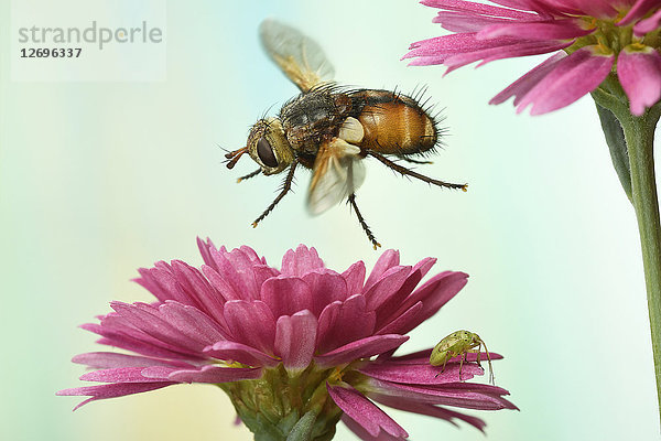 Tachina fera