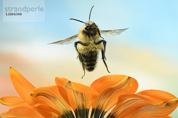 Gewöhnliche Karderbiene  Bombus pascuorum