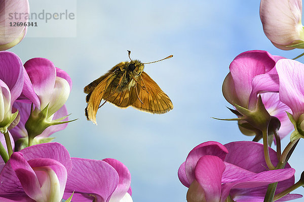 Großer Skipper  Ochlodes sylvanus