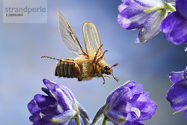 Sommerkäfer  Amphimallon solstitiale