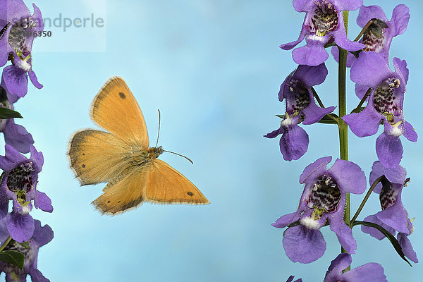 Kleine Heidelandschaft  Coenonympha pamphilus