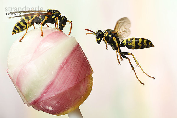 Zwei europäische Papierwespen  Polistes dominula