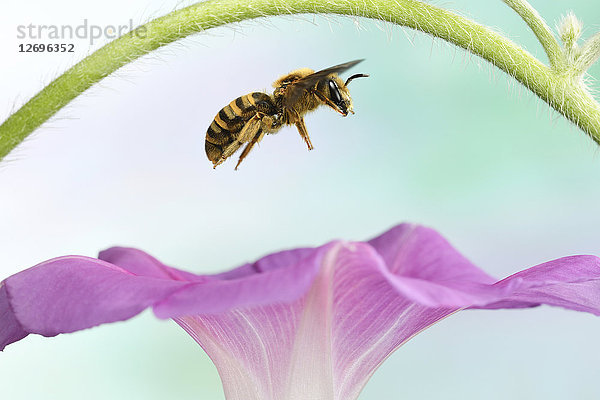 Große Gebänderte Furchenbiene  Halictus scabiosae