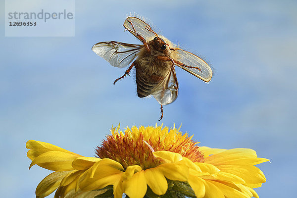 Amphimallon solstitiale