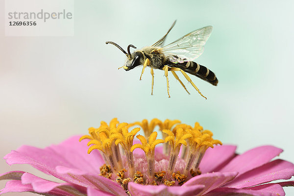 Große Gebänderte Furchenbiene  Halictus scabiosae