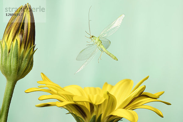 Gemeine Florfliege  Chrysoperia carnea