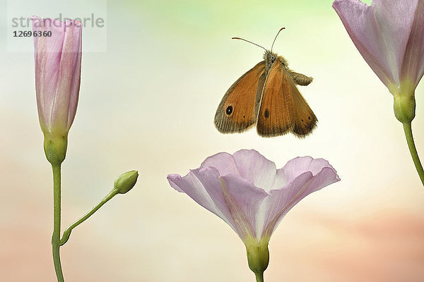 Kleine Heidelandschaft  Coenonympha pamphilus