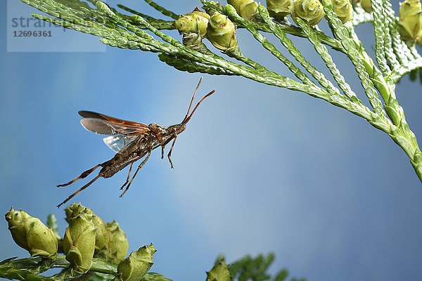 Samenwanze der westlichen Koniferen  Leptoglossus occidentalis