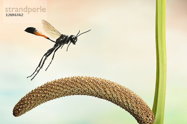 Gemeine Sandwespe  Ammophila sabulosa