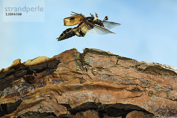 Nicrophorus vespillo