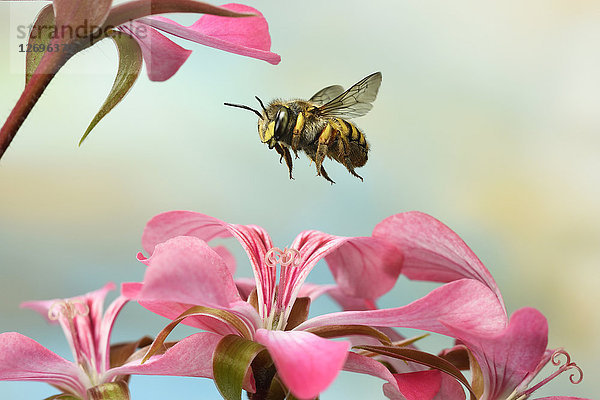 Anthidium manicatum