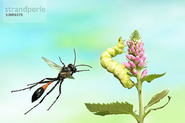 Gemeine Sandwespe  Ammophila sabulosa