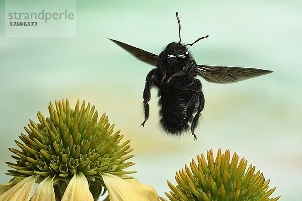 Violette Zimmermanns-Biene  Xylocopa violacea