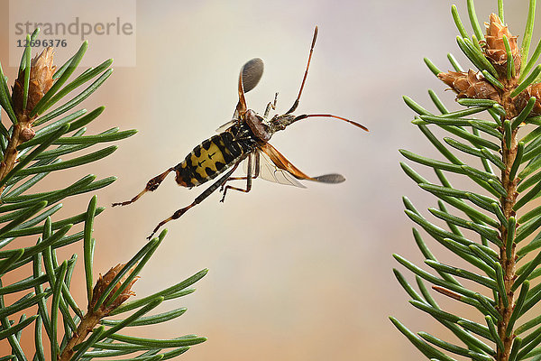 Samenwanze der westlichen Koniferen  Leptoglossus occidentalis