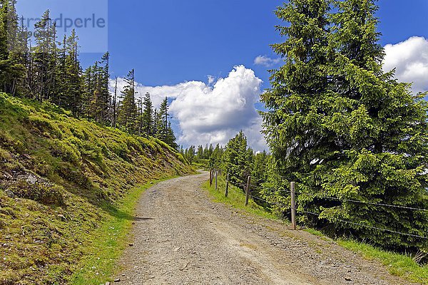 Wanderweg  Rossbrand  Salzburger Land  Österreich  Europa