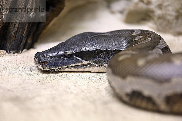 Reptil. Schlange. Nahaufnahme eines malaiischen Pythons (Python brongersmai).