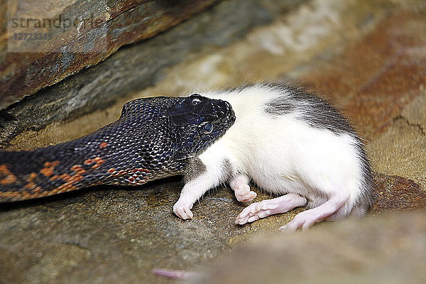 Reptil. Schlange. Nahaufnahme einer königlichen Ringelnatter mit Diadem  die eine Maus (Spalerosophis atriceps) verschluckt.