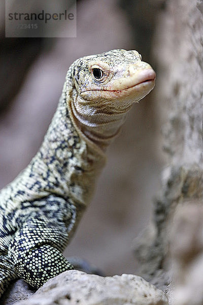 Reptil. Schlange. Nahaufnahme eines gelben Warans (Varanus melinus).